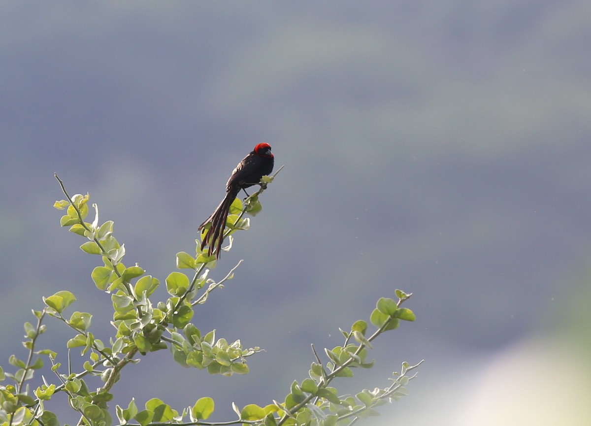 Red-cowled Widowbird - ML181332421