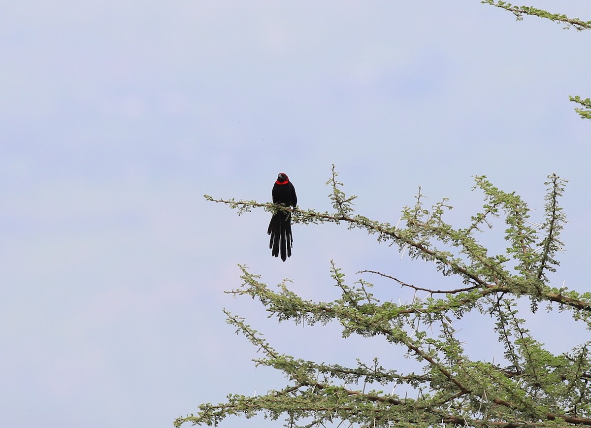 Red-cowled Widowbird - ML181332431