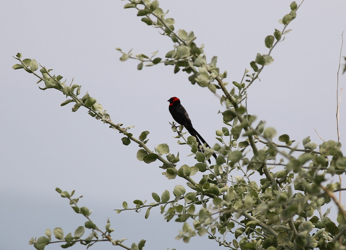 Red-cowled Widowbird - ML181332441