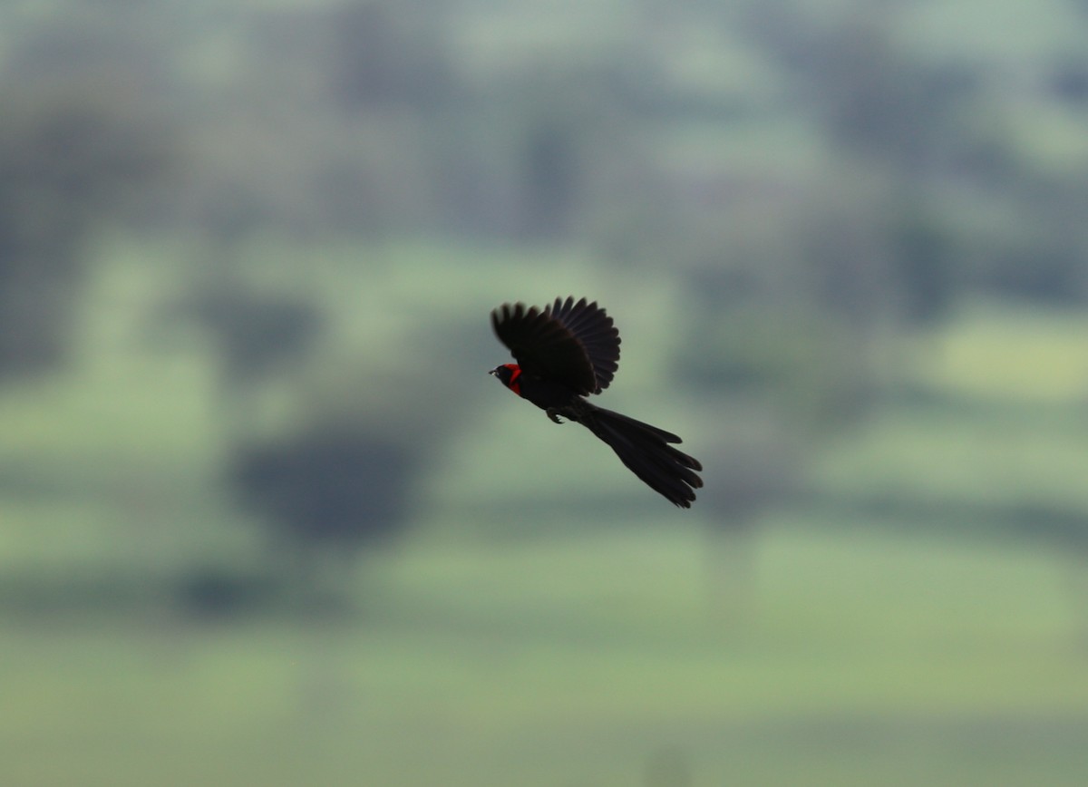 Red-cowled Widowbird - ML181332451