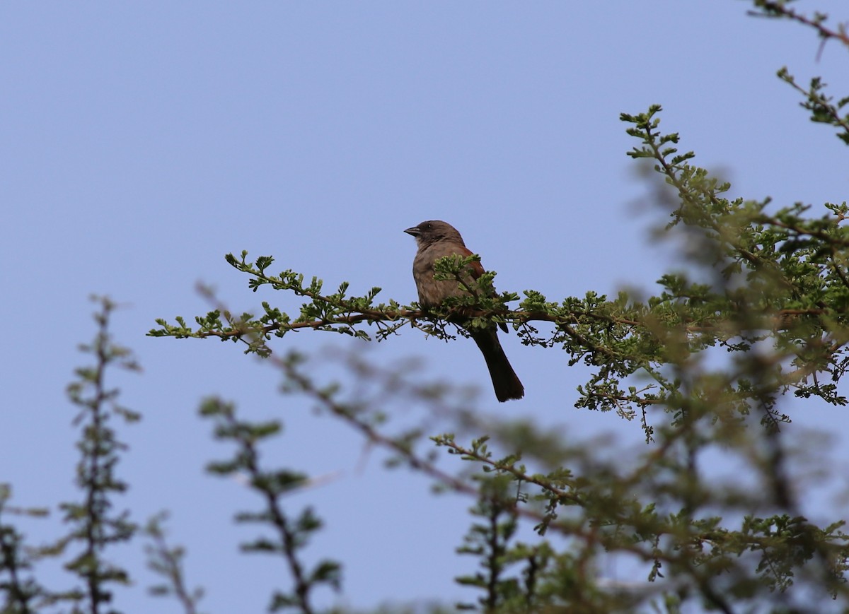 Northern Gray-headed Sparrow - ML181332571