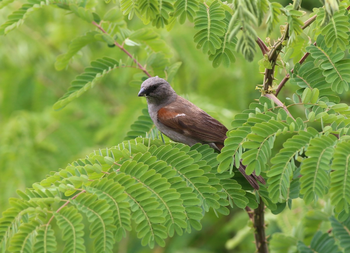 Parrot-billed Sparrow - ML181332581