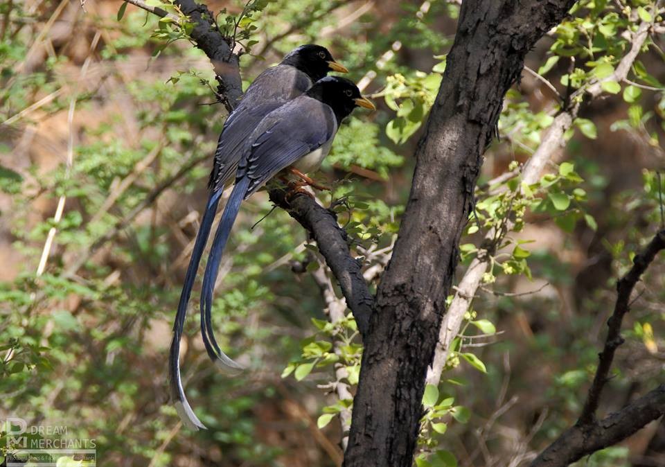 Yellow-billed Blue-Magpie - mirza Beg