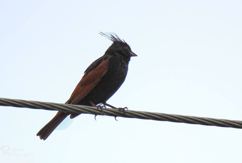 Crested Bunting - ML181333221