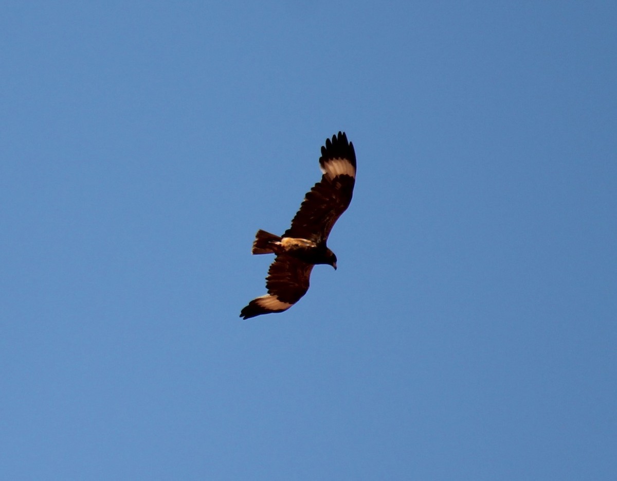 Black-breasted Kite - ML181337861