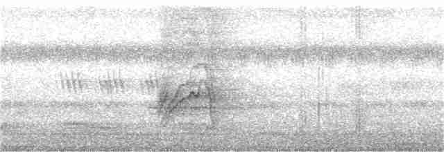 Large Cuckooshrike (Indian) - ML181338381