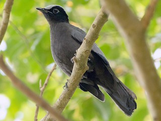 นกเพศผู้เต็มวัย - Ayuwat Jearwattanakanok - ML181341201