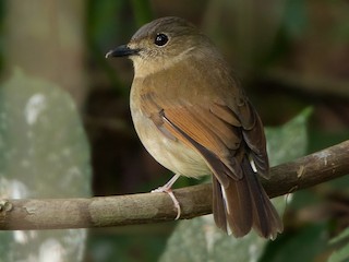 雌鳥 - Ayuwat Jearwattanakanok - ML181341431