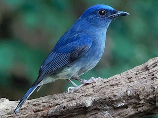  - White-tailed Flycatcher