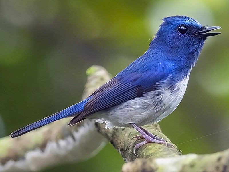 White-bellied Blue Flycatcher - eBird