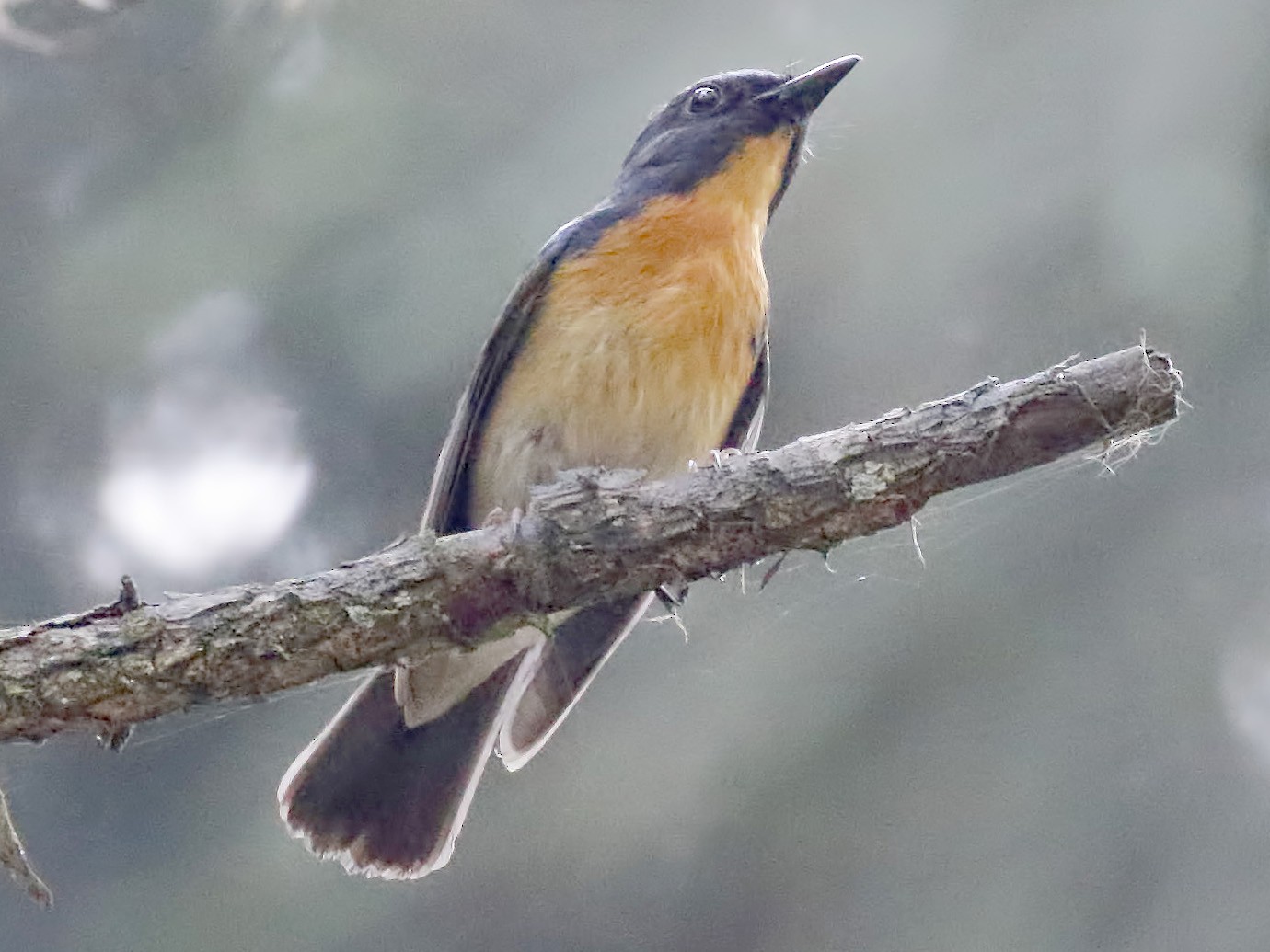 Chinese Blue Flycatcher - Dave Curtis