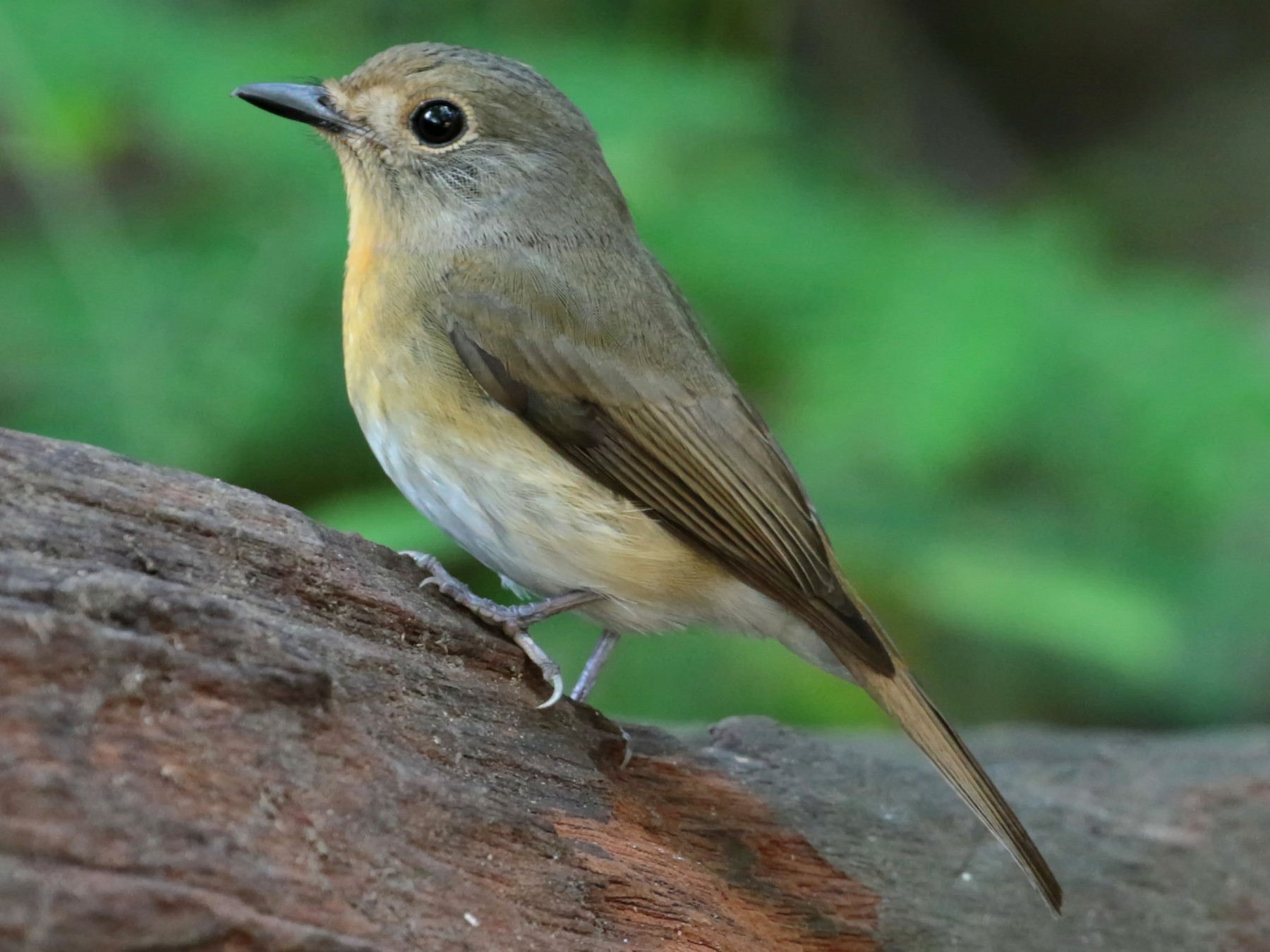 Chinese Blue Flycatcher - ian dugdale