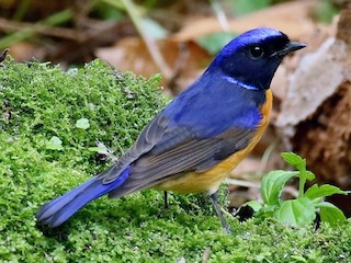フッケンアオヒタキ - eBird