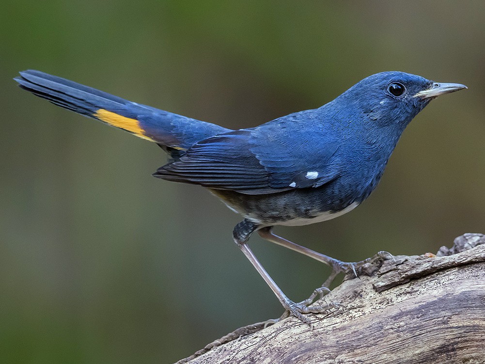 White-bellied Redstart - Matthew Kwan