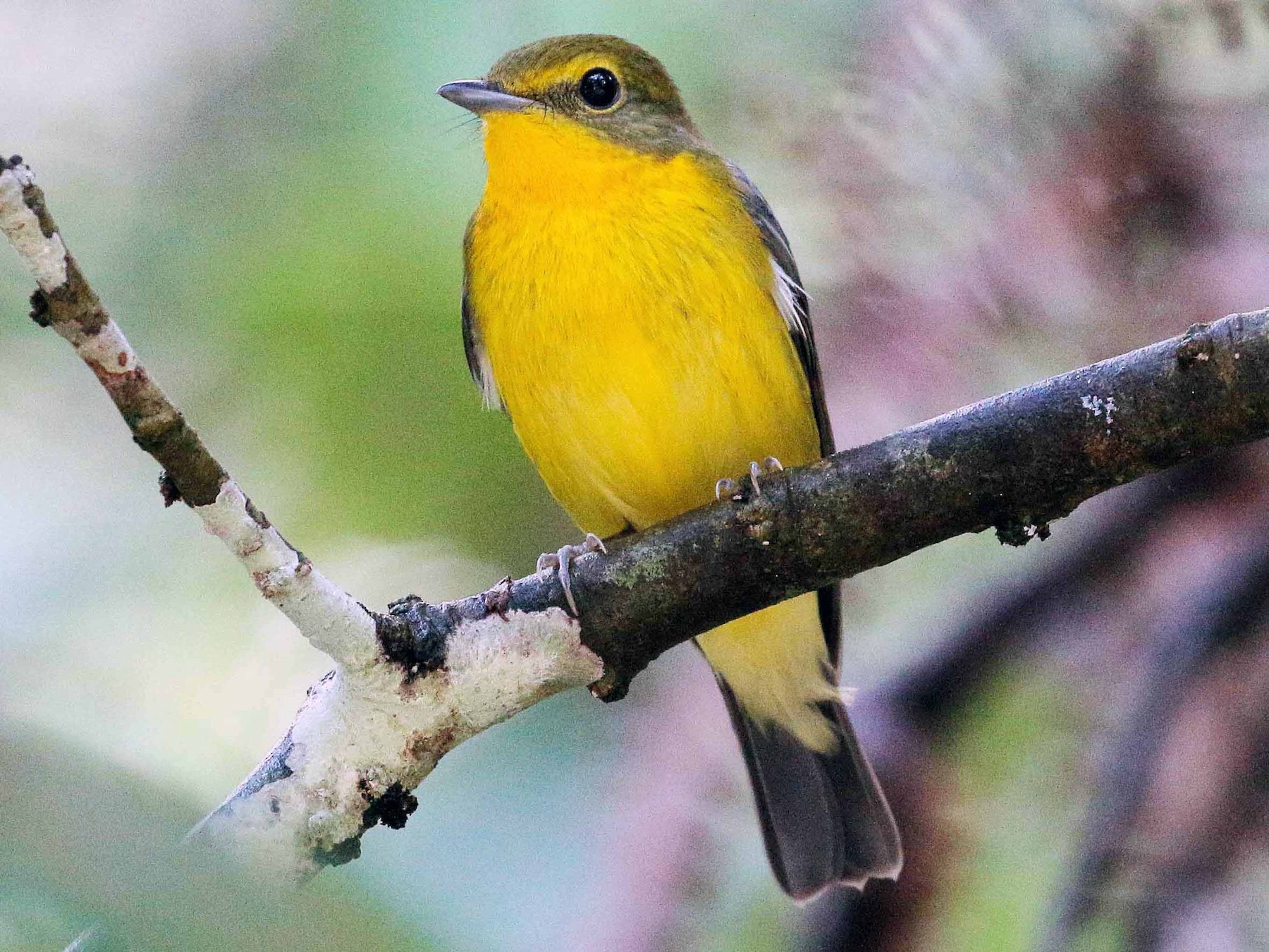 Green-backed Flycatcher - eBird