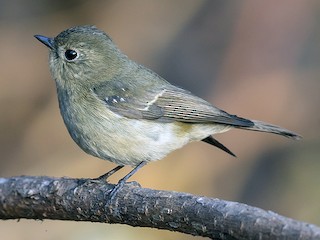 セアオビタキ - eBird
