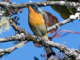 セアオビタキ - eBird