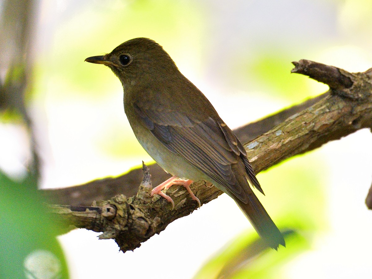 Brown-chested Jungle Flycatcher - ML181342431