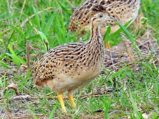  - White-bellied Nothura