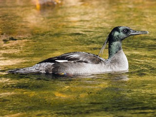  - Brazilian Merganser