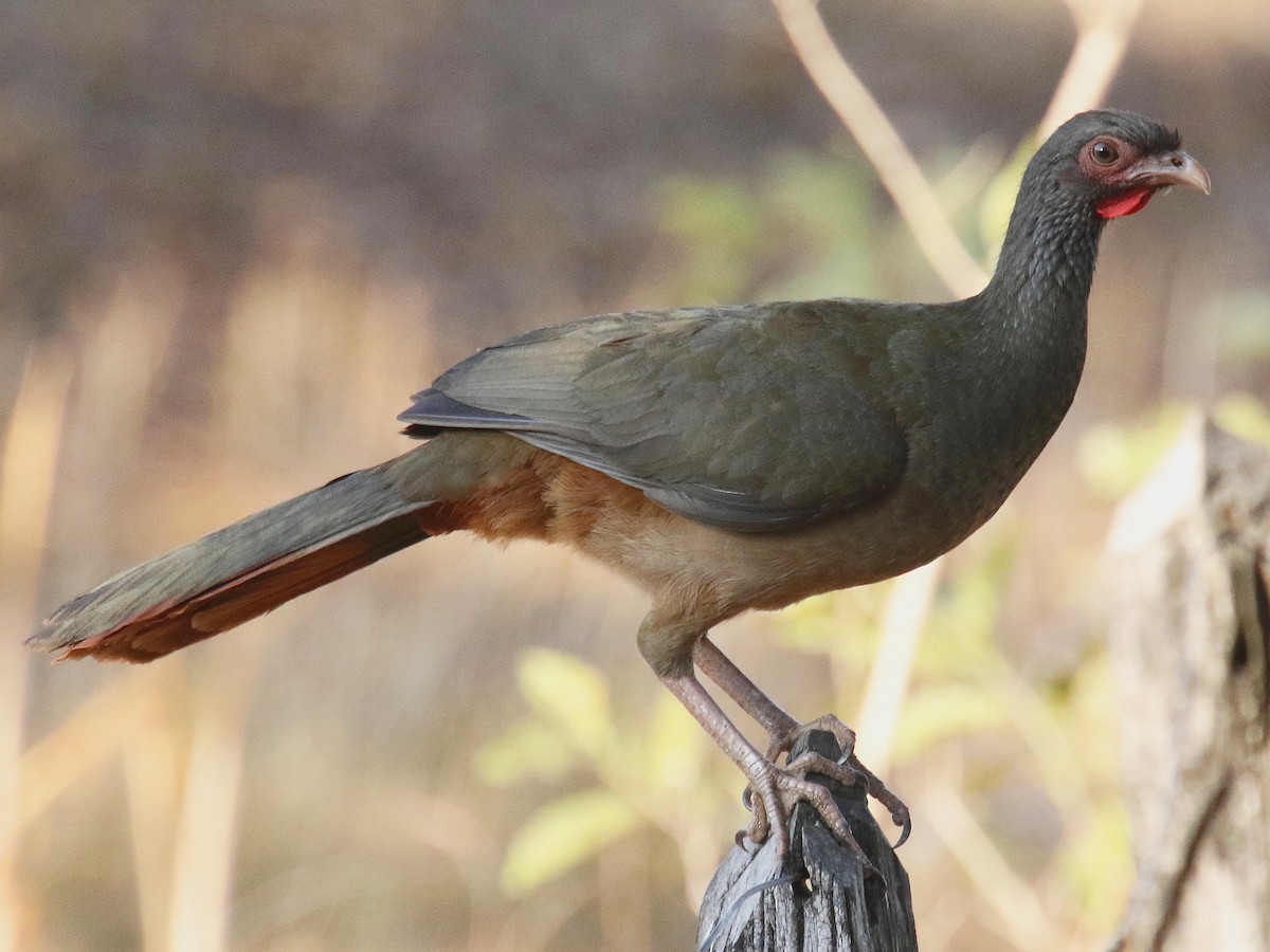 Chaco Chachalaca eBird