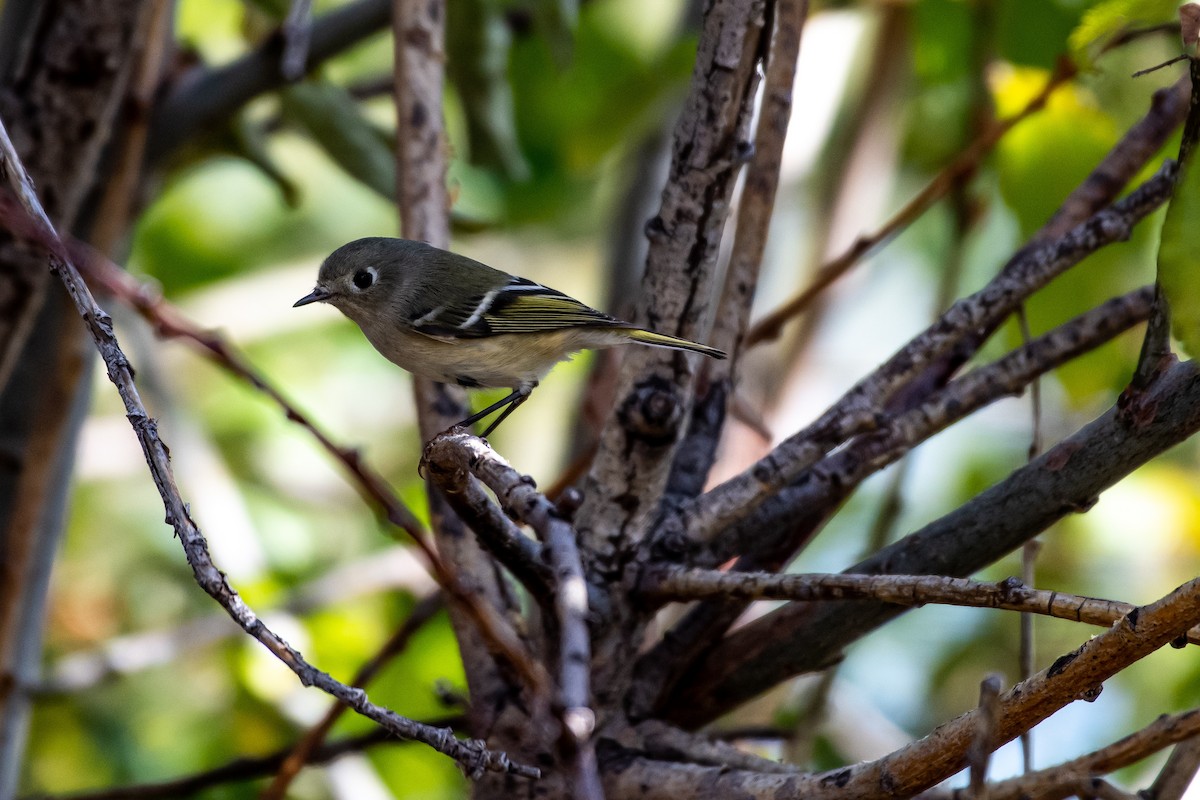 Ruby-crowned Kinglet - James McCall
