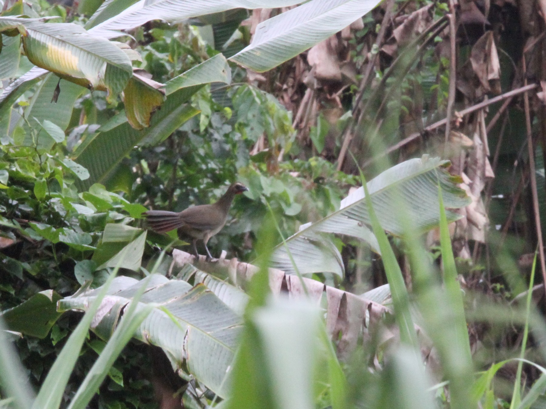 Buff-browed Chachalaca - Ian Thompson