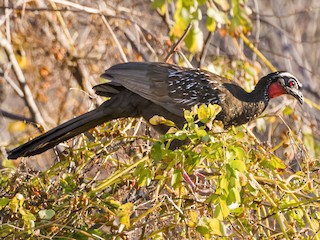  - White-browed Guan