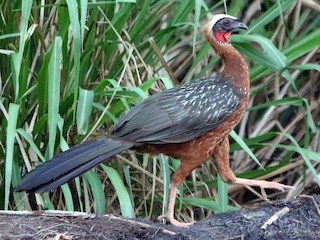  - White-crested Guan