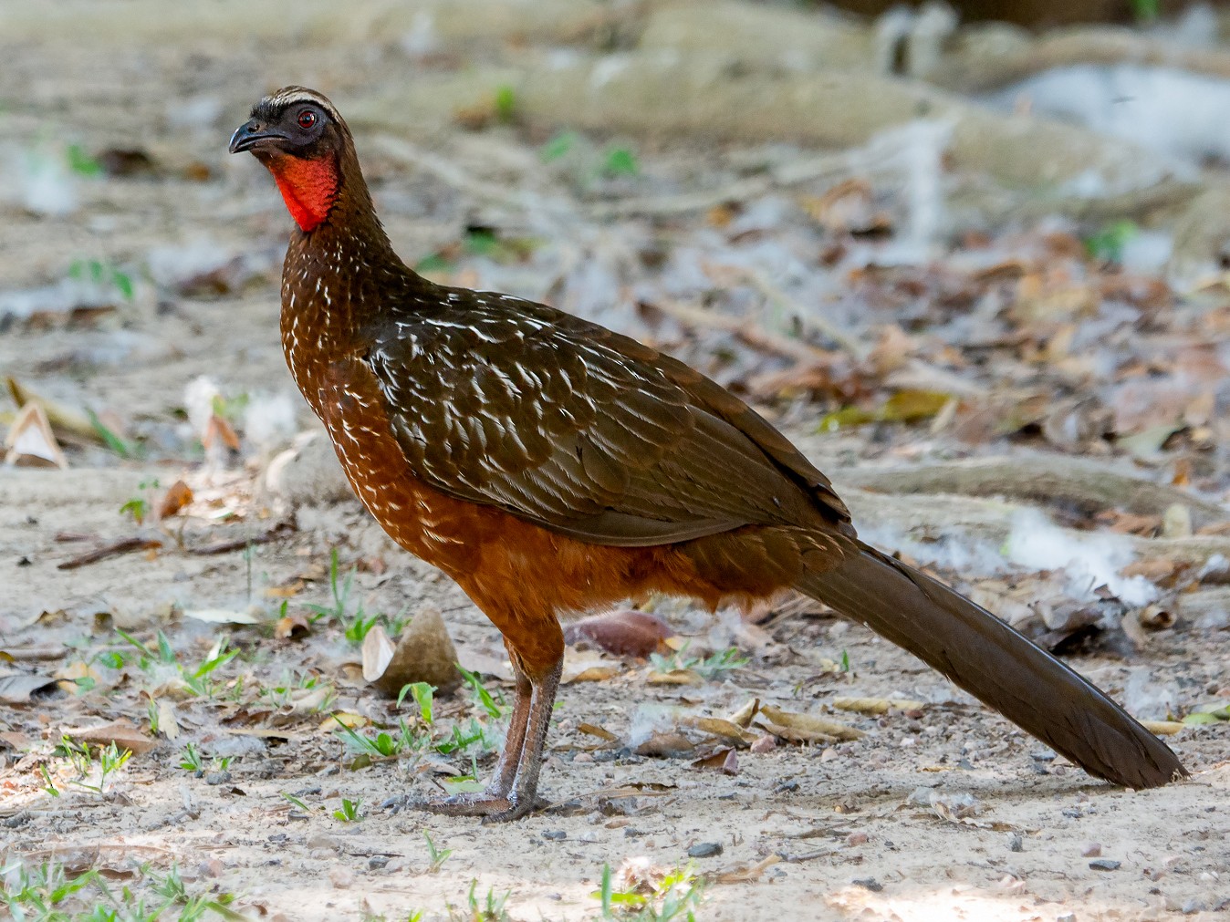 Chestnut-bellied Guan - George Pagos