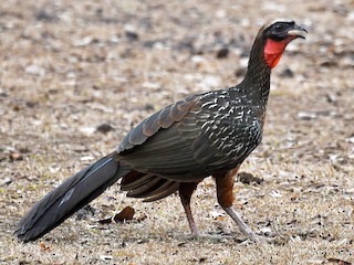  - Chestnut-bellied Guan