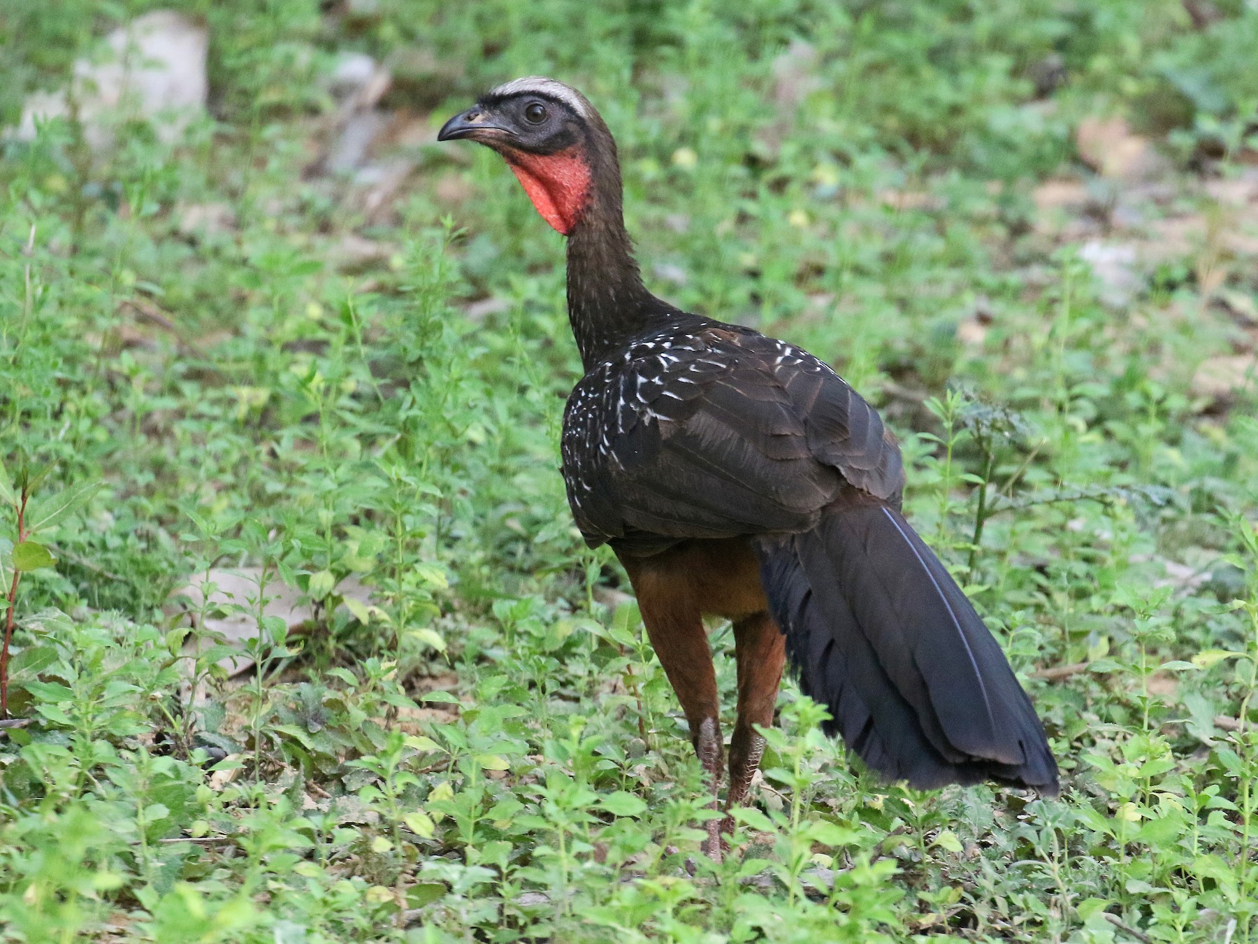 Pava Ventrirrufa - eBird