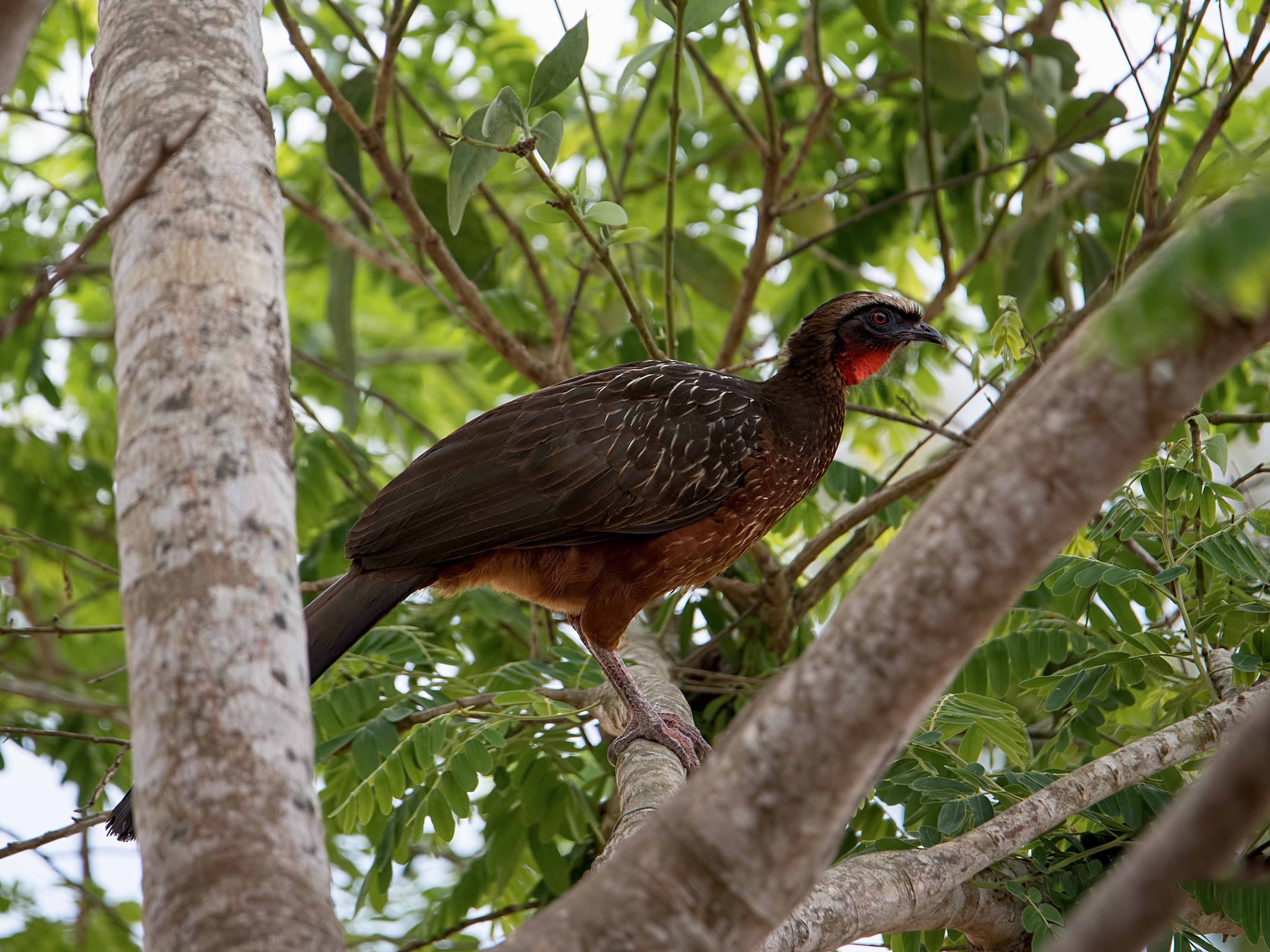 Pava Ventrirrufa - eBird