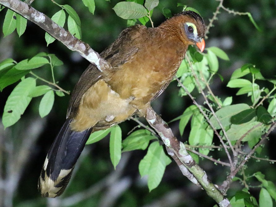 urumutum - eBird