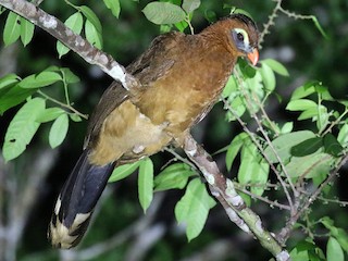  - Nocturnal Curassow