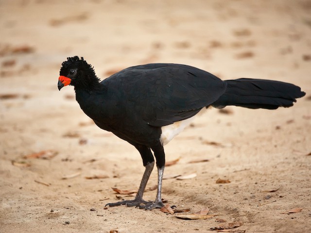 Male - Red-billed Curassow - 