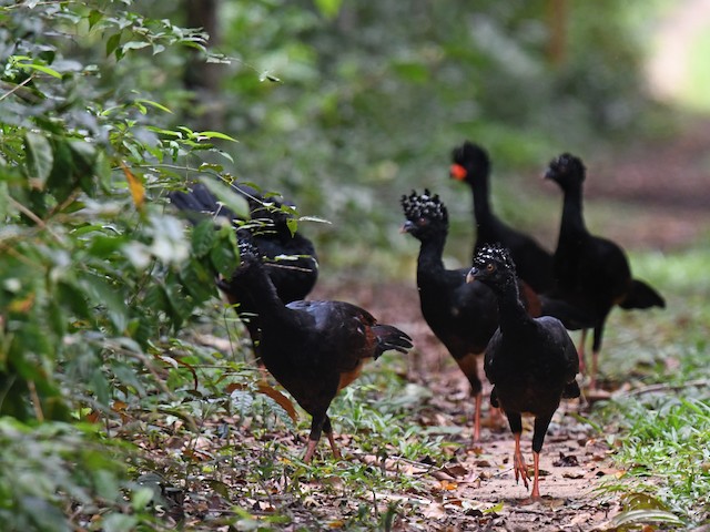Male and female - Red-billed Curassow - 
