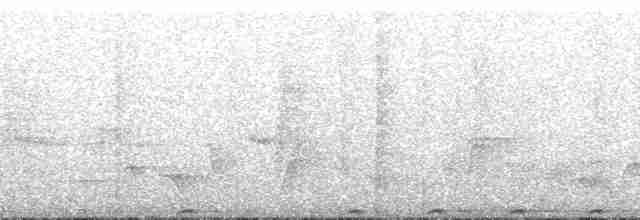 holub fidžijský - ML181350