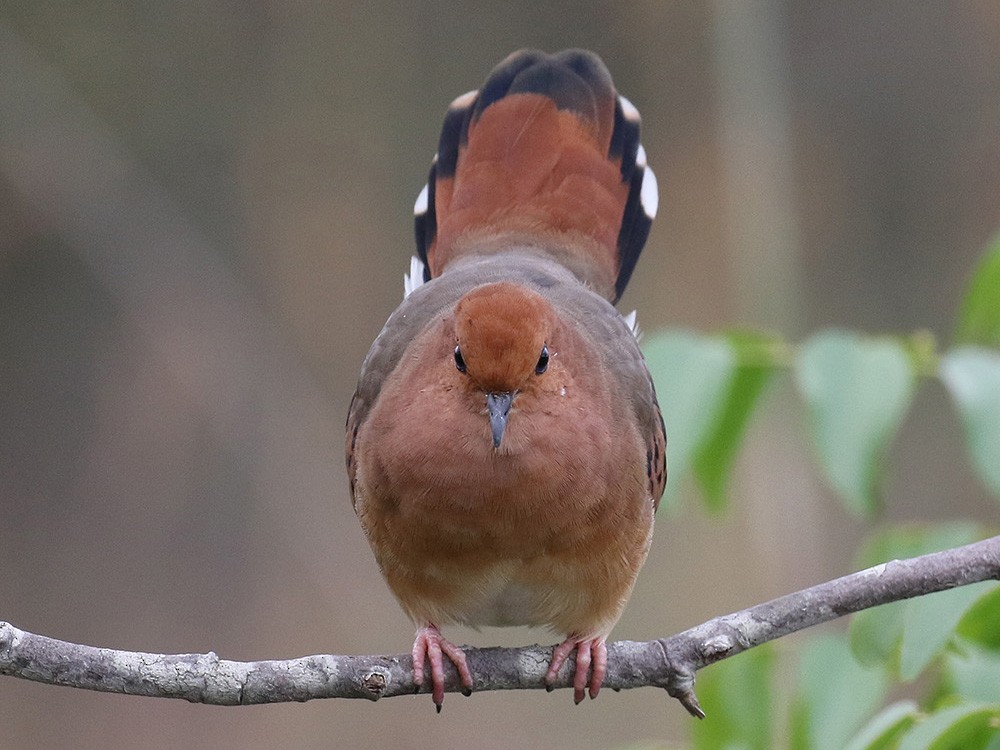 Blue-eyed Ground Dove - Fabrice Schmitt