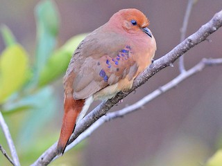  - Blue-eyed Ground Dove