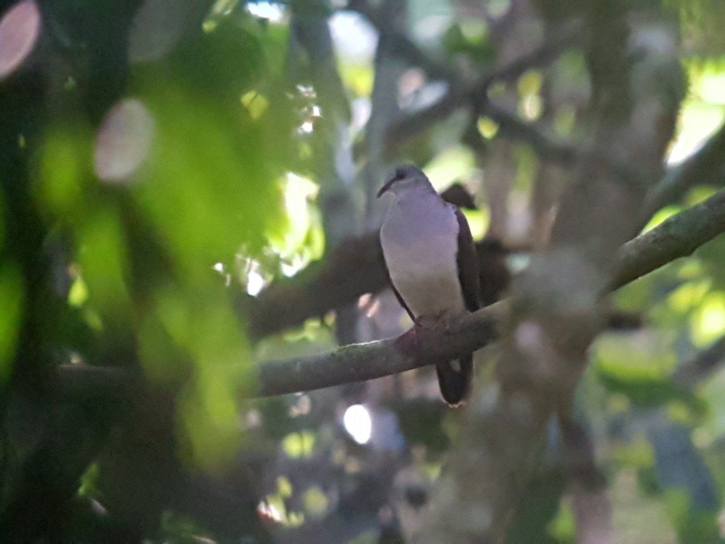 Juriti Vermelha Ebird