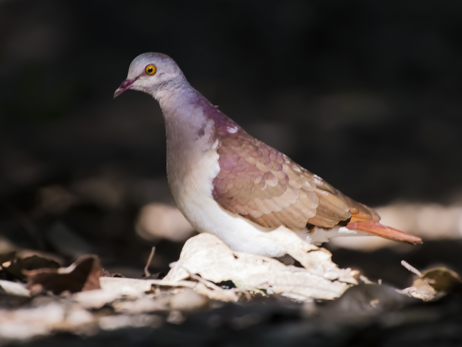 Violaceous Quail-Dove - João Salvador