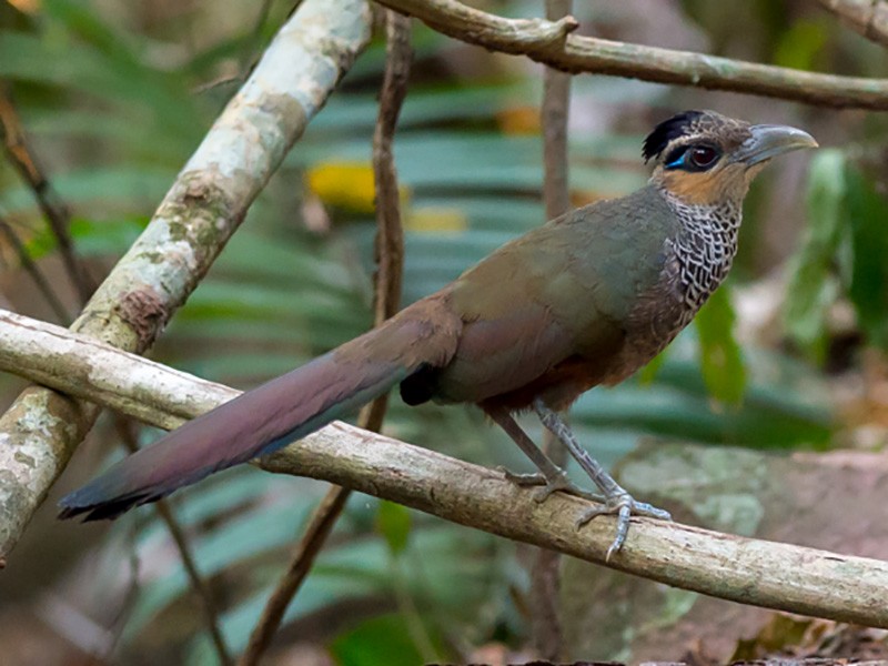 Scaled Ground-Cuckoo - Joao Quental JQuental