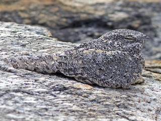  - Pygmy Nightjar