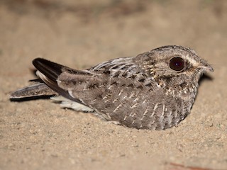  - Sickle-winged Nightjar