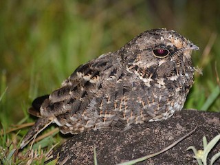  - Sickle-winged Nightjar