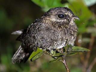  - Sickle-winged Nightjar