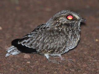  - Sickle-winged Nightjar