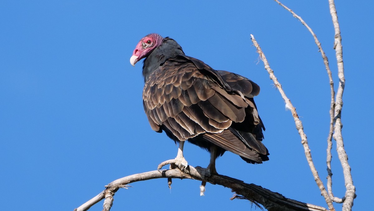 Turkey Vulture - Mike Grant