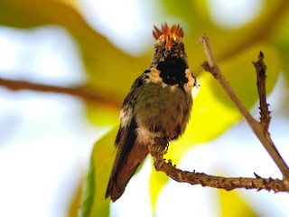 Männchen - Marcelo Barbosa - Tocantins Birding - ML181356021
